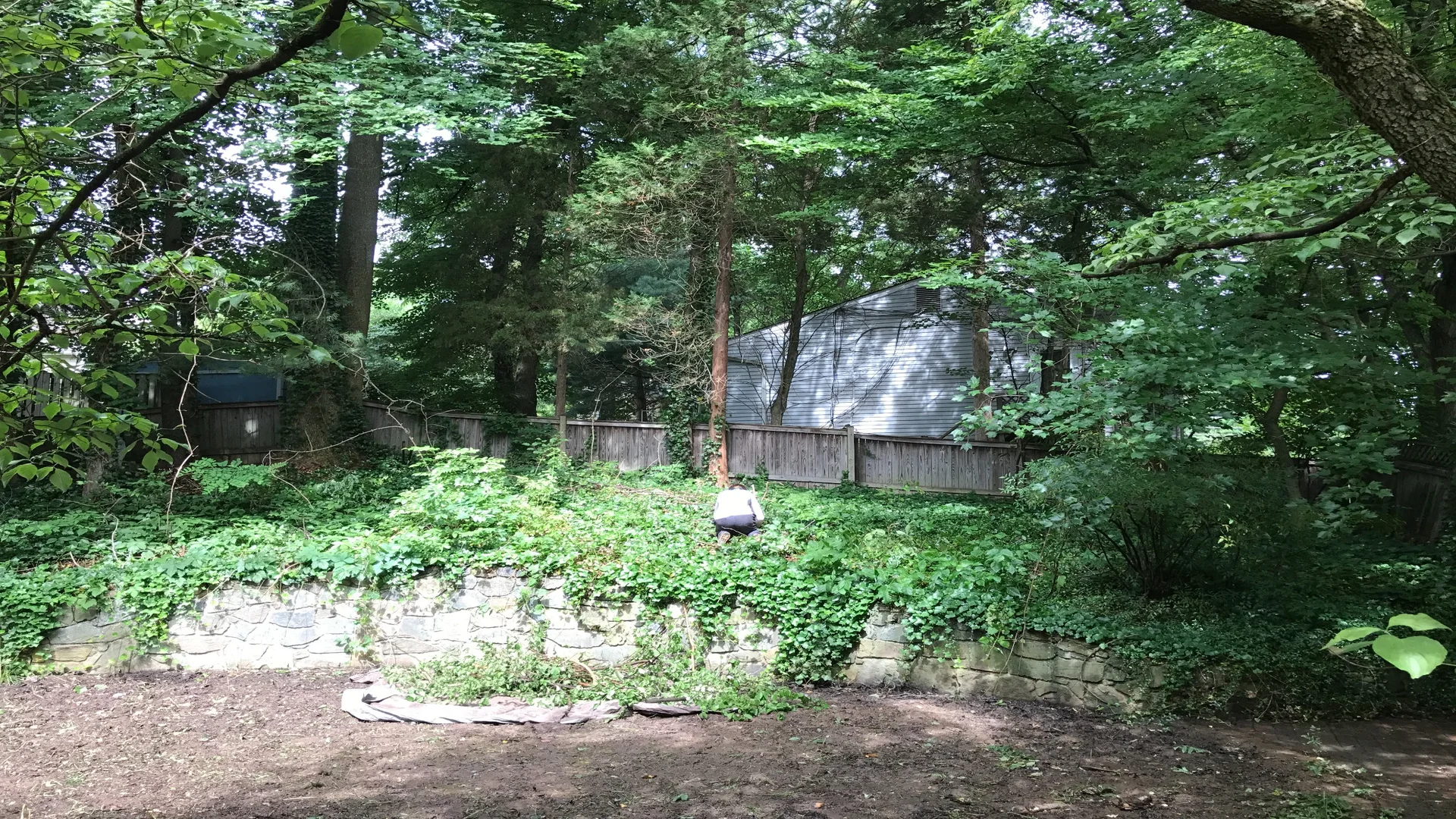 English Ivy Removal In Arlington